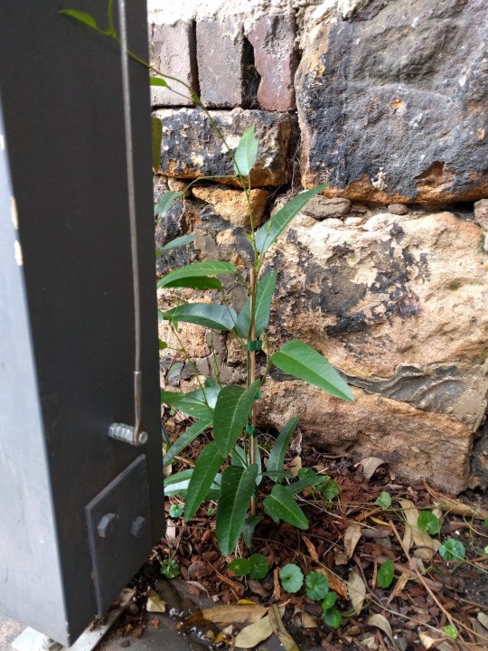 The Hardenbergias are planted!